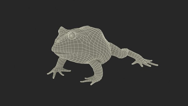 modelo 3d Rana cornuda americana - TurboSquid 2307909