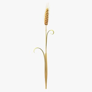 Cartoon Wheat Spikelet 01