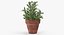 rosemary plant pot 3D model