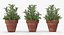 rosemary plant pot 3D model