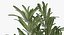 rosemary plant pot 3D model