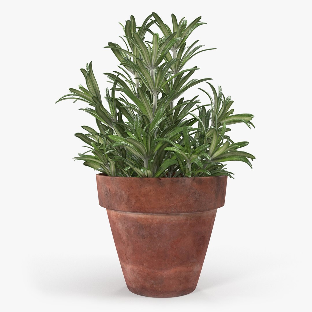 rosemary plant pot 3D model https://p.turbosquid.com/ts-thumb/Oh/CfA0Sh/MV7M1sjt/rosemaryplantinpot3dsmodel000/jpg/1517315916/1920x1080/fit_q87/af0cf0330d7aafa61416dde75dc359c1d98c117a/rosemaryplantinpot3dsmodel000.jpg