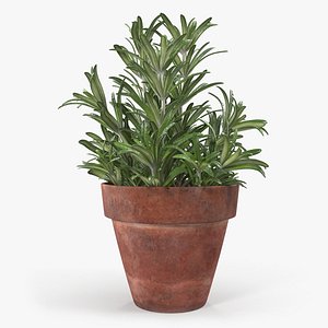 rosemary plant pot 3D model