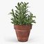 rosemary plant pot 3D model