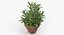 rosemary plant pot 3D model