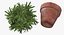 rosemary plant pot 3D model