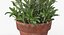rosemary plant pot 3D model