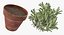 rosemary plant pot 3D model