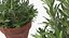 rosemary plant pot 3D model