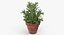 rosemary plant pot 3D model