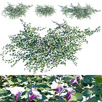 Grow FX - Ipomoea pes-caprae - Beach Morning Glory
