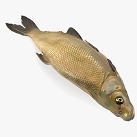 Caught Bronze Bream Fish Lying