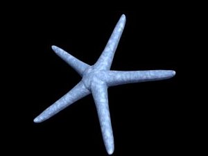 starfish