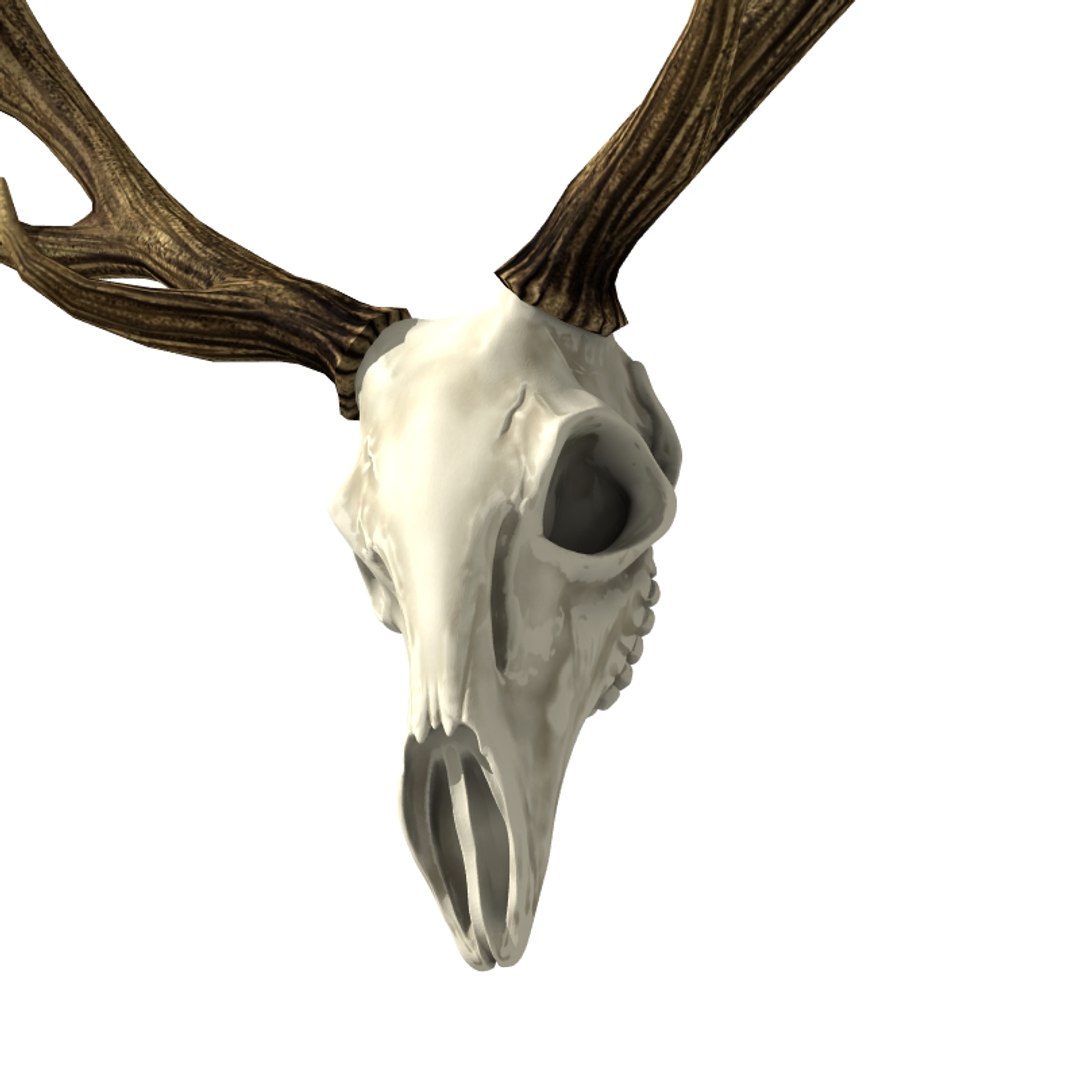 3d hunting trophy https://p.turbosquid.com/ts-thumb/Oh/lrXaUs/vXzytJ5X/huntingtrophy_th003/jpg/1425858251/1920x1080/fit_q87/1e015957fade828f98e0f2643acd3063bb356271/huntingtrophy_th003.jpg