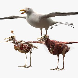 seagull anatomy skeleton 3D model