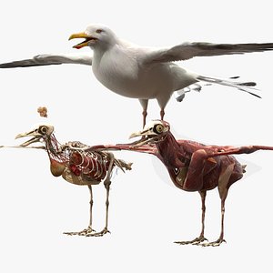 Seagull Fur Anatomy