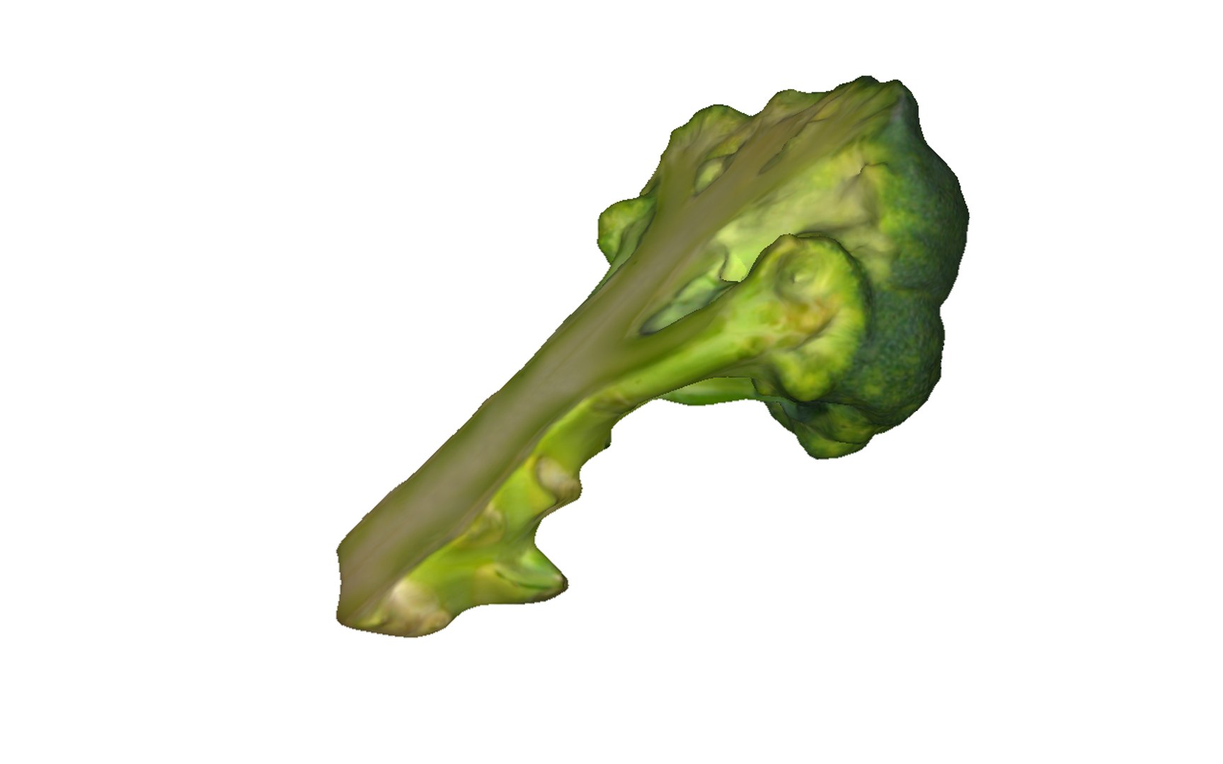 3D half broccoli https://p.turbosquid.com/ts-thumb/Oi/KgDKlX/3dVaxyNT/5/png/1603976274/1920x1080/fit_q87/55de6f4b5bfd1d74eea06713af4afb9feb853d05/5.jpg
