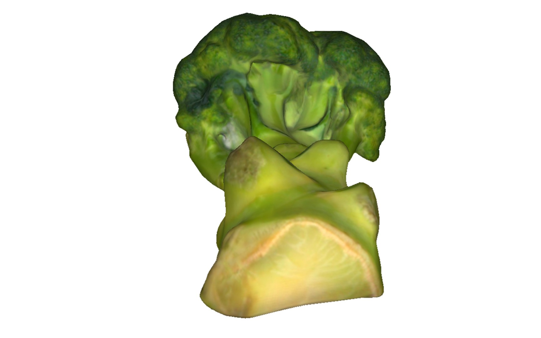 3D half broccoli https://p.turbosquid.com/ts-thumb/Oi/KgDKlX/A7uH3Y4L/8/png/1603976274/1920x1080/fit_q87/198d2375f8236740ff8b40b9743473668c230228/8.jpg