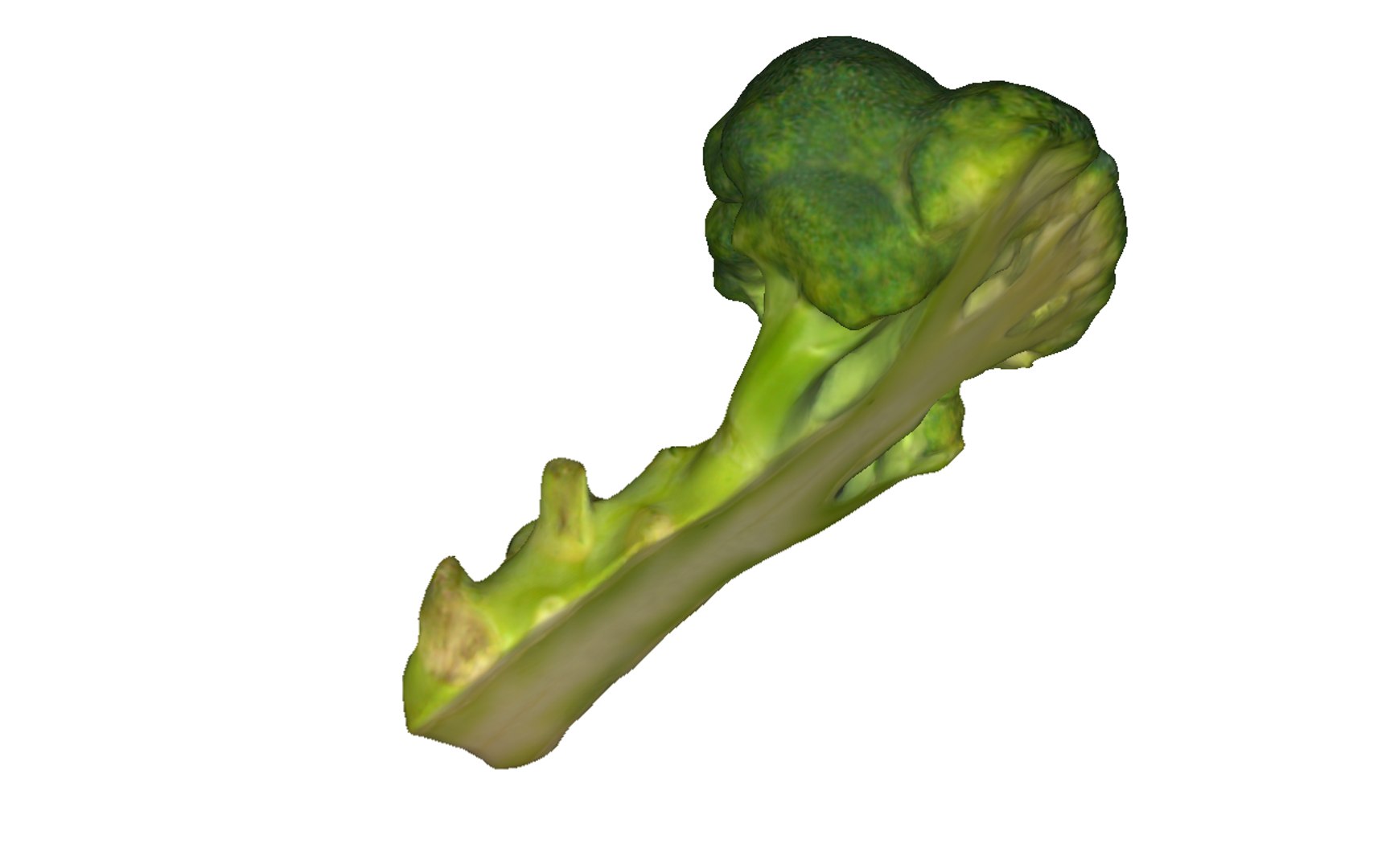 3D half broccoli https://p.turbosquid.com/ts-thumb/Oi/KgDKlX/BA90RPu3/3/png/1603976273/1920x1080/fit_q87/eb9d1696be5c1e8445ae0bb749d3272a1b4ce84a/3.jpg
