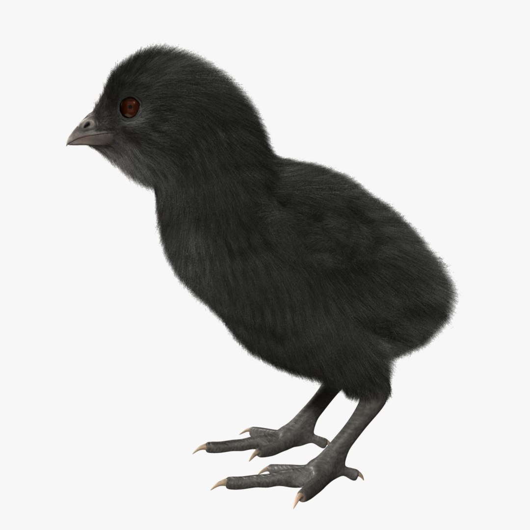 3d model of black chick https://p.turbosquid.com/ts-thumb/Oi/M6wVej/08fB8WCp/r05/jpg/1419505415/1920x1080/fit_q87/c3dce47adbf21b7385d6c6c2c730c7b02a3d6639/r05.jpg