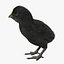 Black Chick