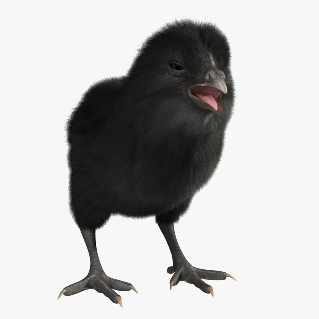 3d model of black chick https://p.turbosquid.com/ts-thumb/Oi/M6wVej/365uFTVB/r07/jpg/1419512334/1920x1080/fit_q87/0cf3f2f1642732a6f7344c84b55820da37569709/r07.jpg