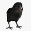 Black Chick