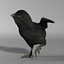 Black Chick