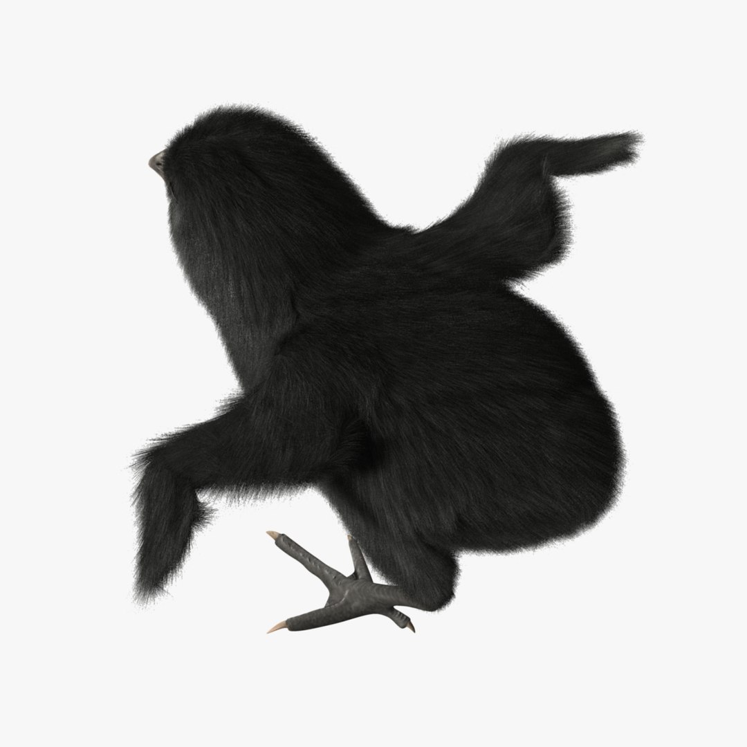 3d model of black chick https://p.turbosquid.com/ts-thumb/Oi/M6wVej/QTRbhznw/r06/jpg/1419510126/1920x1080/fit_q87/6747178390668dfe65cb14605c3e93fd951e6b62/r06.jpg