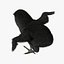 Black Chick