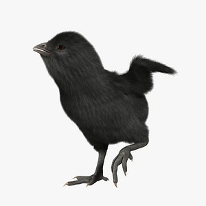 3d model of black chick