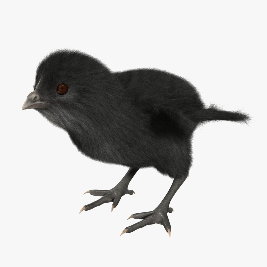 3d model of black chick https://p.turbosquid.com/ts-thumb/Oi/M6wVej/qFOUNWma/r03/jpg/1419497831/1920x1080/fit_q87/621d2c928ba60bd146b4b5694297053570aa9129/r03.jpg