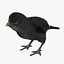 Black Chick