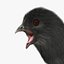 Black Chick