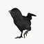 Black Chick