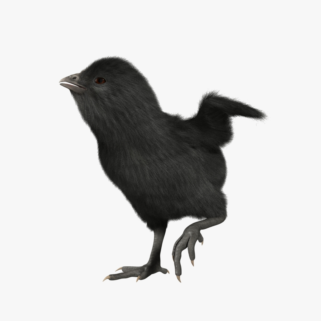 3d model of black chick https://p.turbosquid.com/ts-thumb/Oi/M6wVej/y36pRcHe/chick_black_rot1_01.jpga04ccd9aec2a439096edafee37cd0339zoom/jpg/1419560283/1920x1080/turn_fit_q99/019bb64e1852d93d76709ca65f0a2e6e5c786a95/chick_black_rot1_01.jpga04ccd9aec2a439096edafee37cd0339zoom-1.jpg