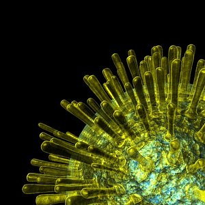 Virus Herpes