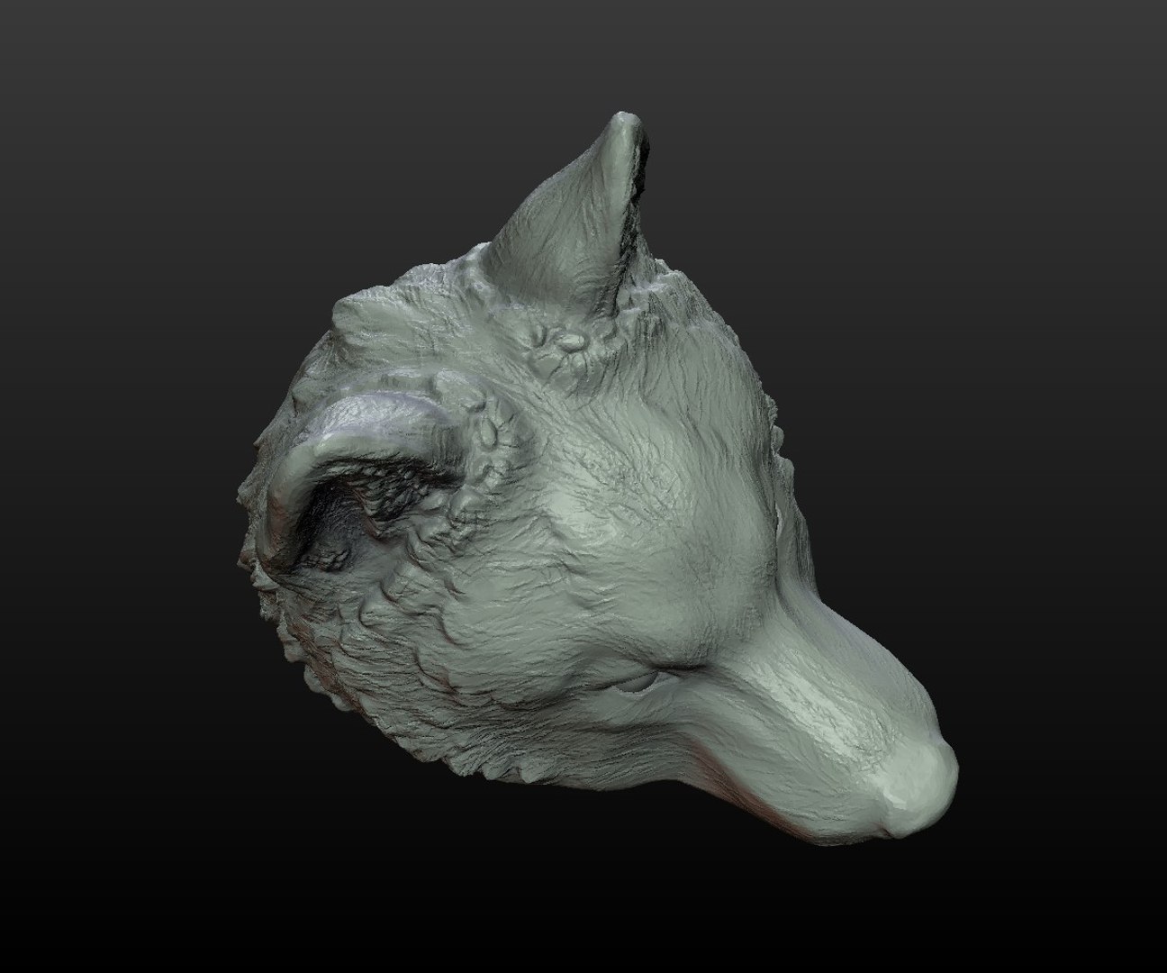 wolf cap 3D model https://p.turbosquid.com/ts-thumb/Oi/OLtasm/2BxJAgg2/wolf_cap004/jpg/1509190664/1920x1080/fit_q87/3978fd6cf628002a270771339f52fc9f8ea00cb0/wolf_cap004.jpg