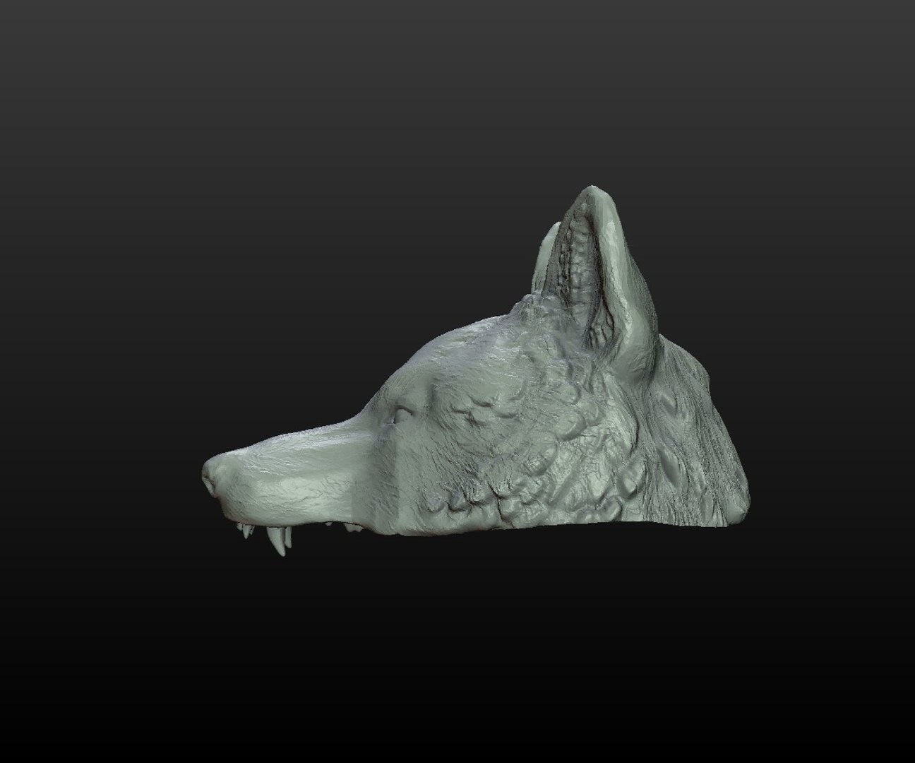 wolf cap 3D model https://p.turbosquid.com/ts-thumb/Oi/OLtasm/ul3Wa74T/wolf_cap007/jpg/1509190664/1920x1080/fit_q87/0e1036c6be1e4c55490d35febadd3eeaa081f373/wolf_cap007.jpg
