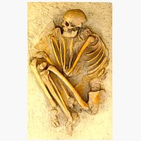 Real Human Skeleton
