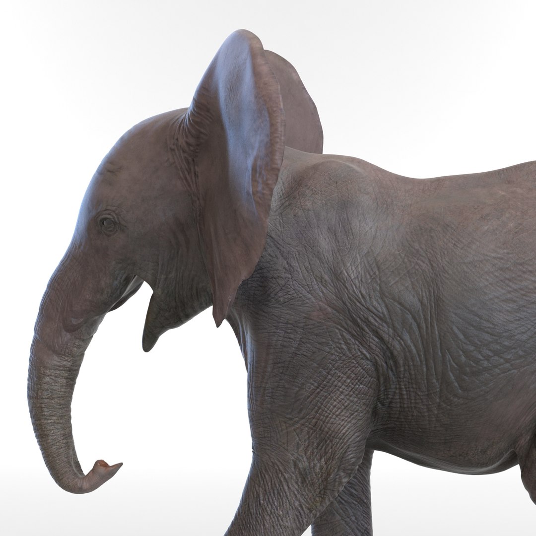 baby elephant pose 2 3d 3ds https://p.turbosquid.com/ts-thumb/Oi/UtlwOE/RdHUqOkO/babyelephant3dsmodel15/jpg/1453307928/1920x1080/fit_q87/5c283f469c6bd978ce144466ae9b7a0e1fa351fb/babyelephant3dsmodel15.jpg