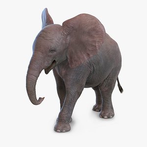 Baby Elephant Pose 2 3D Model