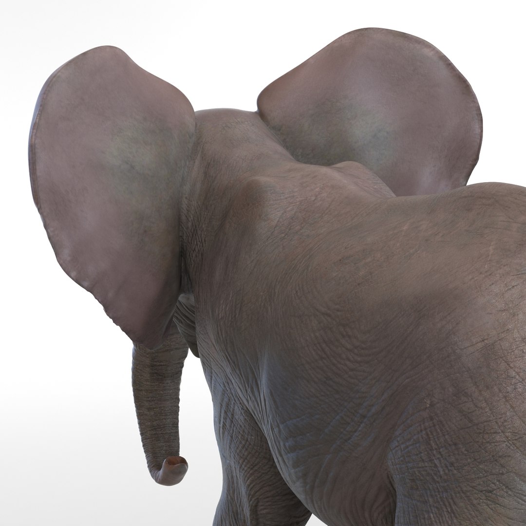baby elephant pose 2 3d 3ds https://p.turbosquid.com/ts-thumb/Oi/UtlwOE/XXAGhHk0/babyelephant3dsmodel17/jpg/1453307928/1920x1080/fit_q87/b6e9699ba4f06045160faed4f72bdc9ecc7b81d6/babyelephant3dsmodel17.jpg