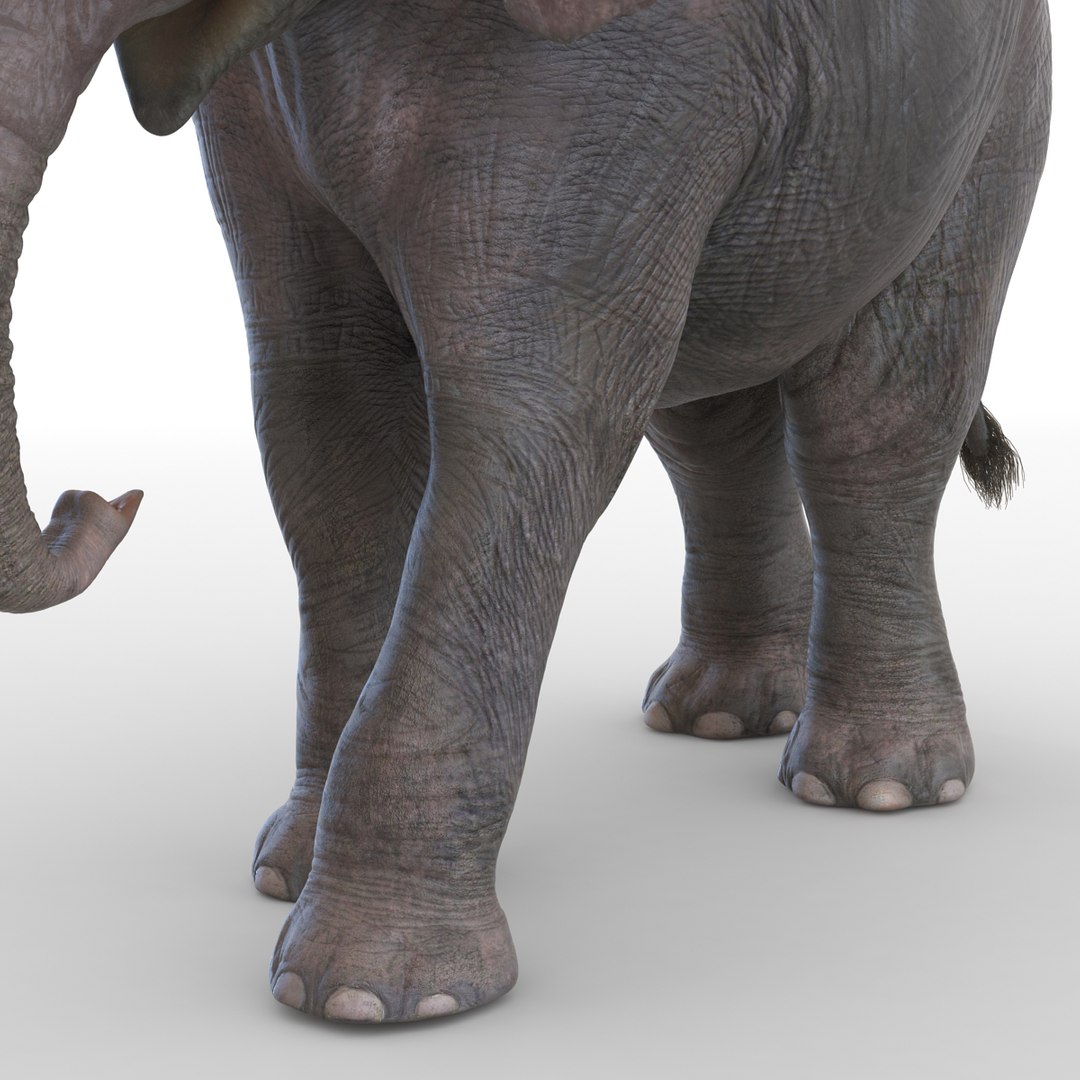 baby elephant pose 2 3d 3ds https://p.turbosquid.com/ts-thumb/Oi/UtlwOE/cdbZYiGF/babyelephant3dsmodel20/jpg/1453307929/1920x1080/fit_q87/e227aba00578fd990d458172aaf9ab69abb3c720/babyelephant3dsmodel20.jpg