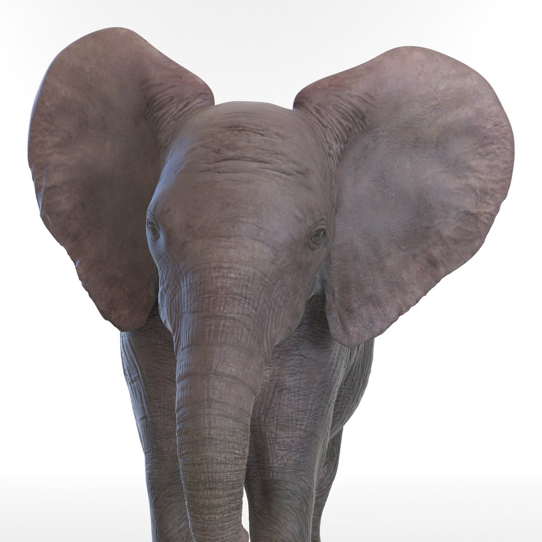 baby elephant pose 2 3d 3ds https://p.turbosquid.com/ts-thumb/Oi/UtlwOE/iz8PZjz9/babyelephant3dsmodel14/jpg/1453307928/1920x1080/fit_q87/e15a36c026fb886f412bf2e759bc5c5214da08d2/babyelephant3dsmodel14.jpg