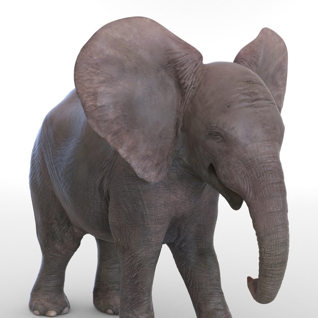 baby elephant pose 2 3d 3ds https://p.turbosquid.com/ts-thumb/Oi/UtlwOE/jbSvjs9d/babyelephant3dsmodel18/jpg/1453307928/1920x1080/fit_q87/0094e5298d1c6bd2843f109a91fe247202e4fb1d/babyelephant3dsmodel18.jpg