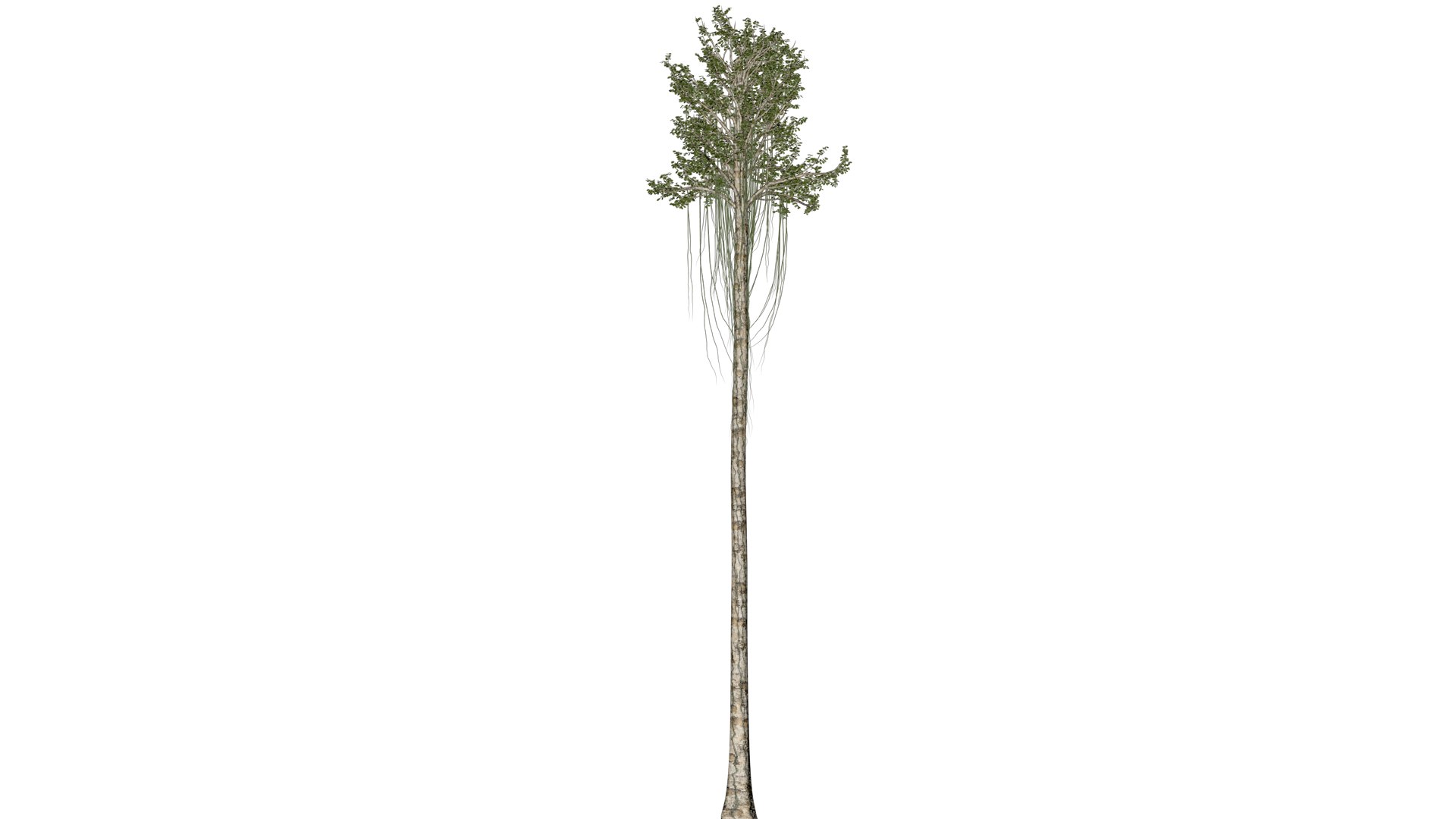 Agarwood Tree - 06 - 3D - TurboSquid 2374256