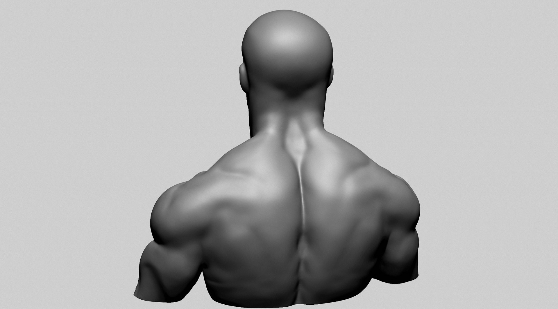 Chest Shoulder A 3D Model - TurboSquid 2206351