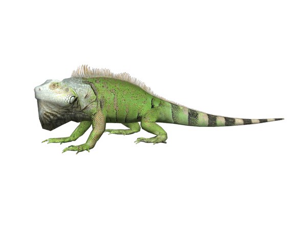 3d model tropical reptiles