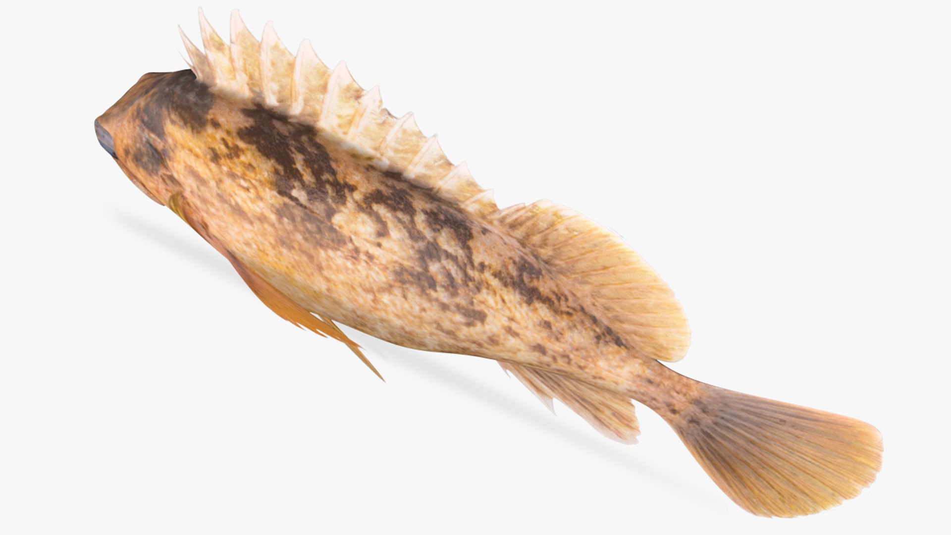 Grass Rockfish Light Version Model TurboSquid 1599145